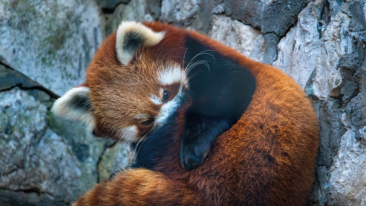 bear cute Lesser Panda Panda  sweet zoo
