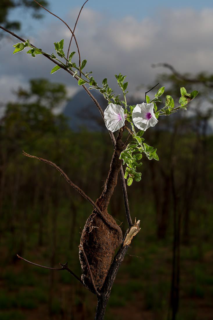 botanical mozambique landscape photography