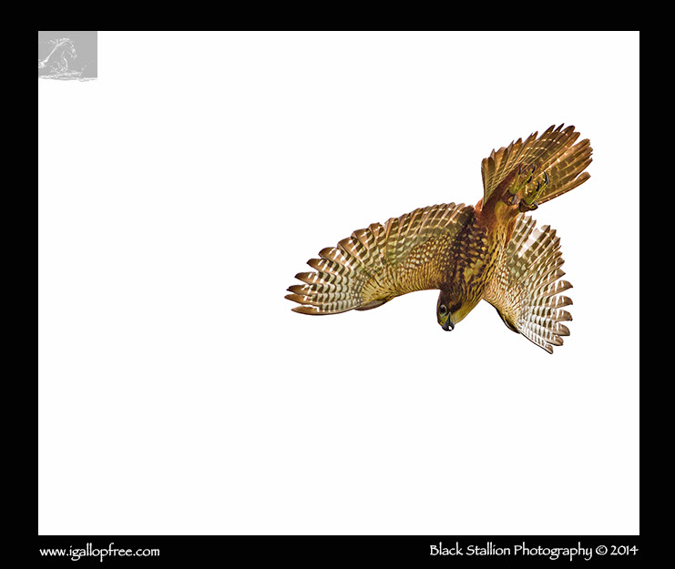 New Zealand falcon bird wildlife wingspan Rotorua prey
