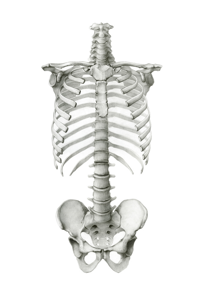 scientific illustration anatomy abdomen skeleton organs intestines human