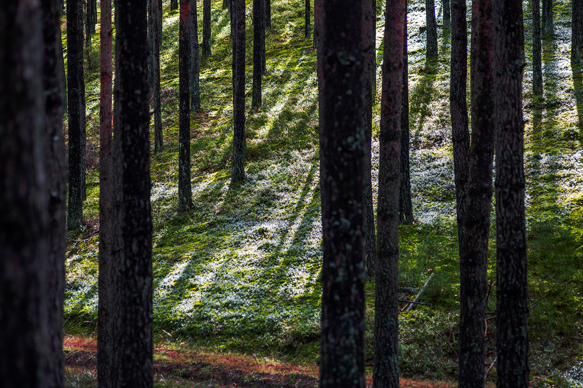 pine pines forest green Tree  Grodno belarus jdreddex lines red orange black grass moss