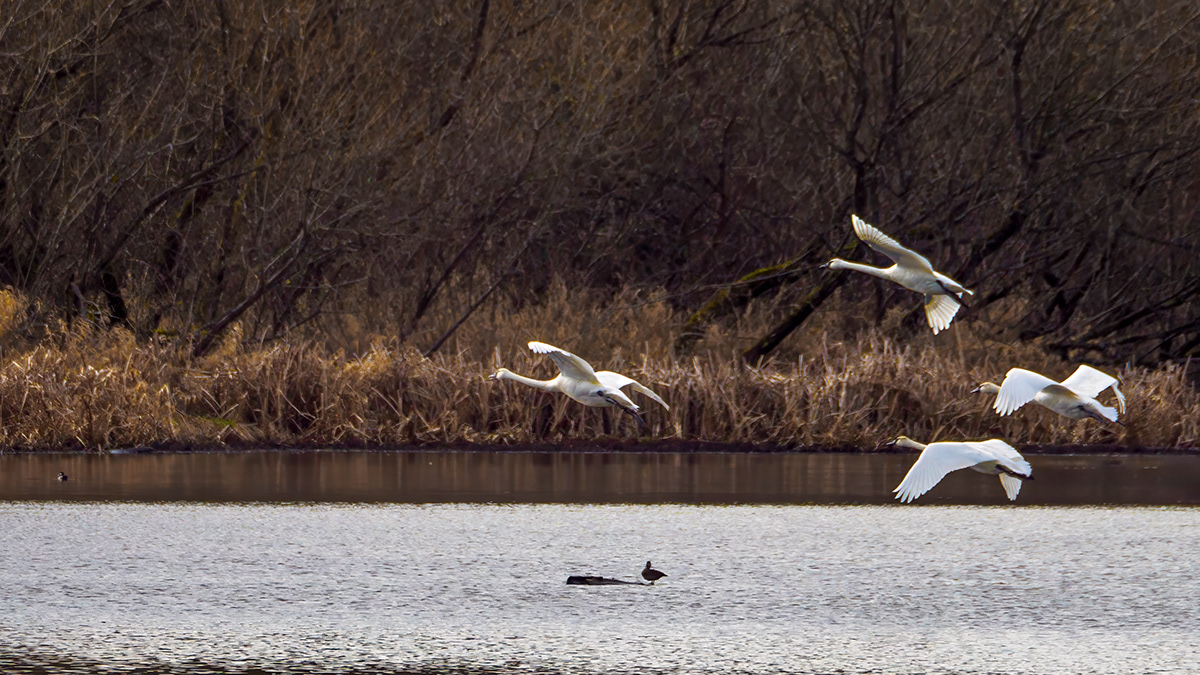 flight kirkland lake Juanita Bay swans
