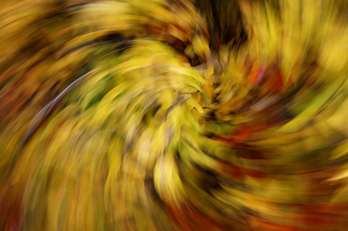 swirl Nature leaves color swirl abstract Fall summer trees bushes colors saturated Phoenix grass