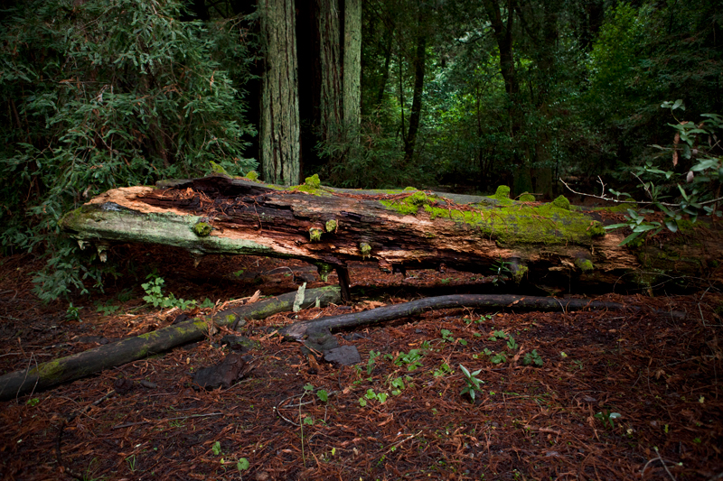 endor  Redwood san francisco Marin County California forest
