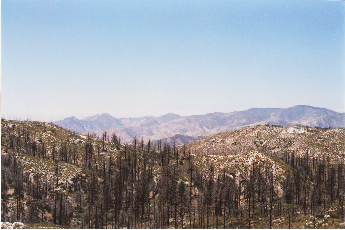 Angeles Crest  forest analog 35mm