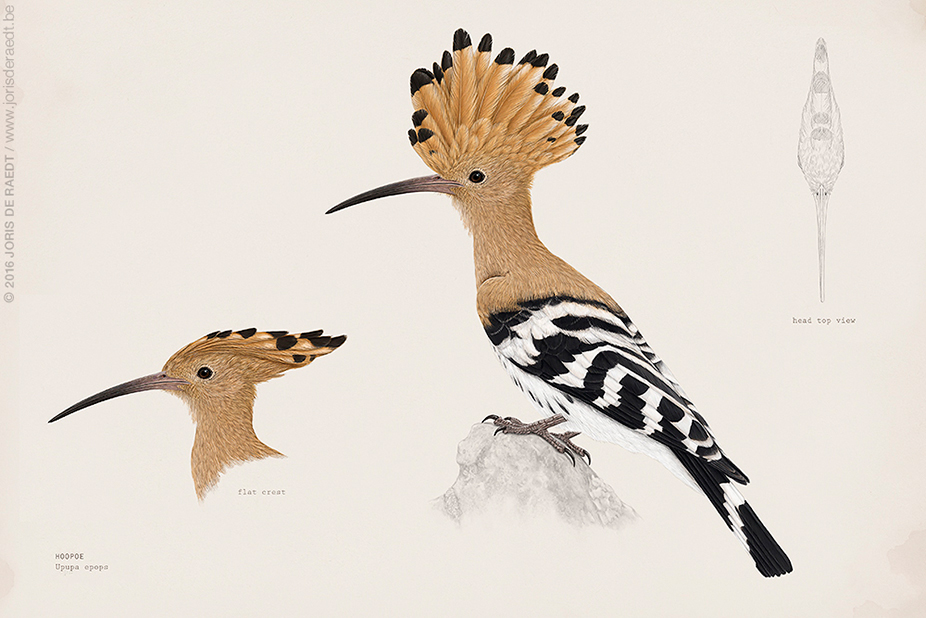 scientific illustration birds wetland ILLUSTRATION  graphics conservation Nature birding identification wildlife