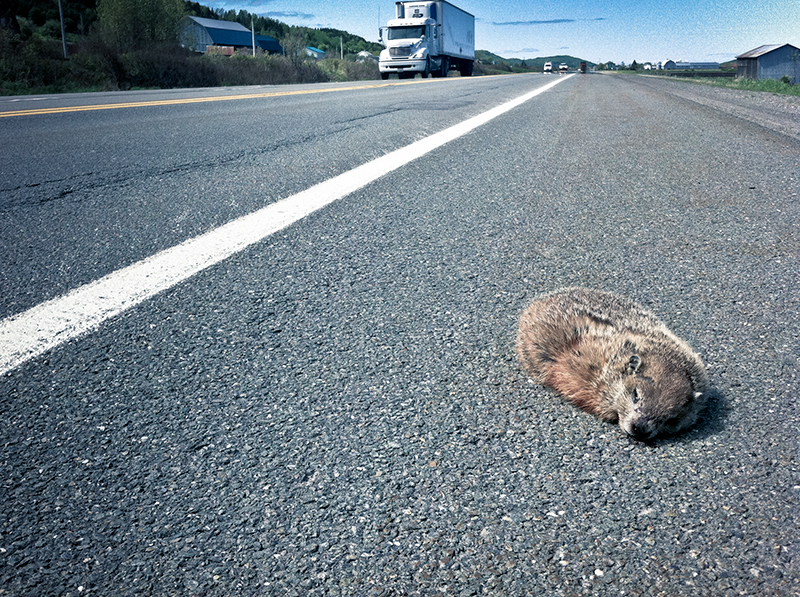 animals dead iphone Iphone 4 iPhoneography racoon prairie dog dead animal porcupine Hedgehog squirrel Canada road highway freeway Street usa Animal protection