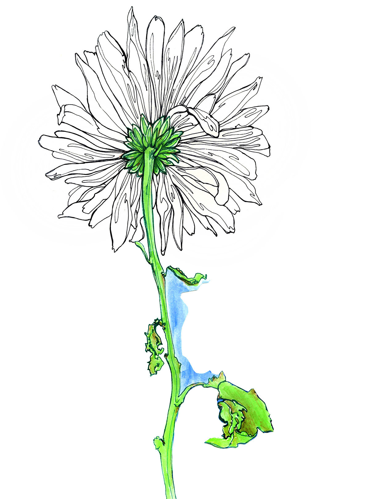 Flowers drawings sketchbook Textiles florals repeats realistic