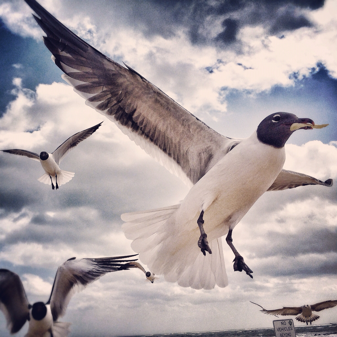 beach seagulls SKY birds Vilano Beach florida