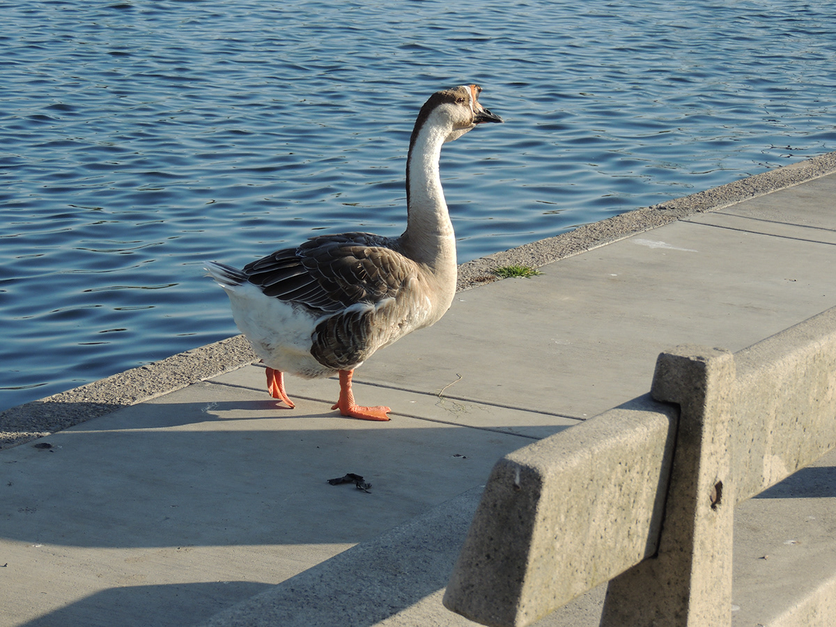duck Goose bird birdgreen blue water Park Cerritos CA