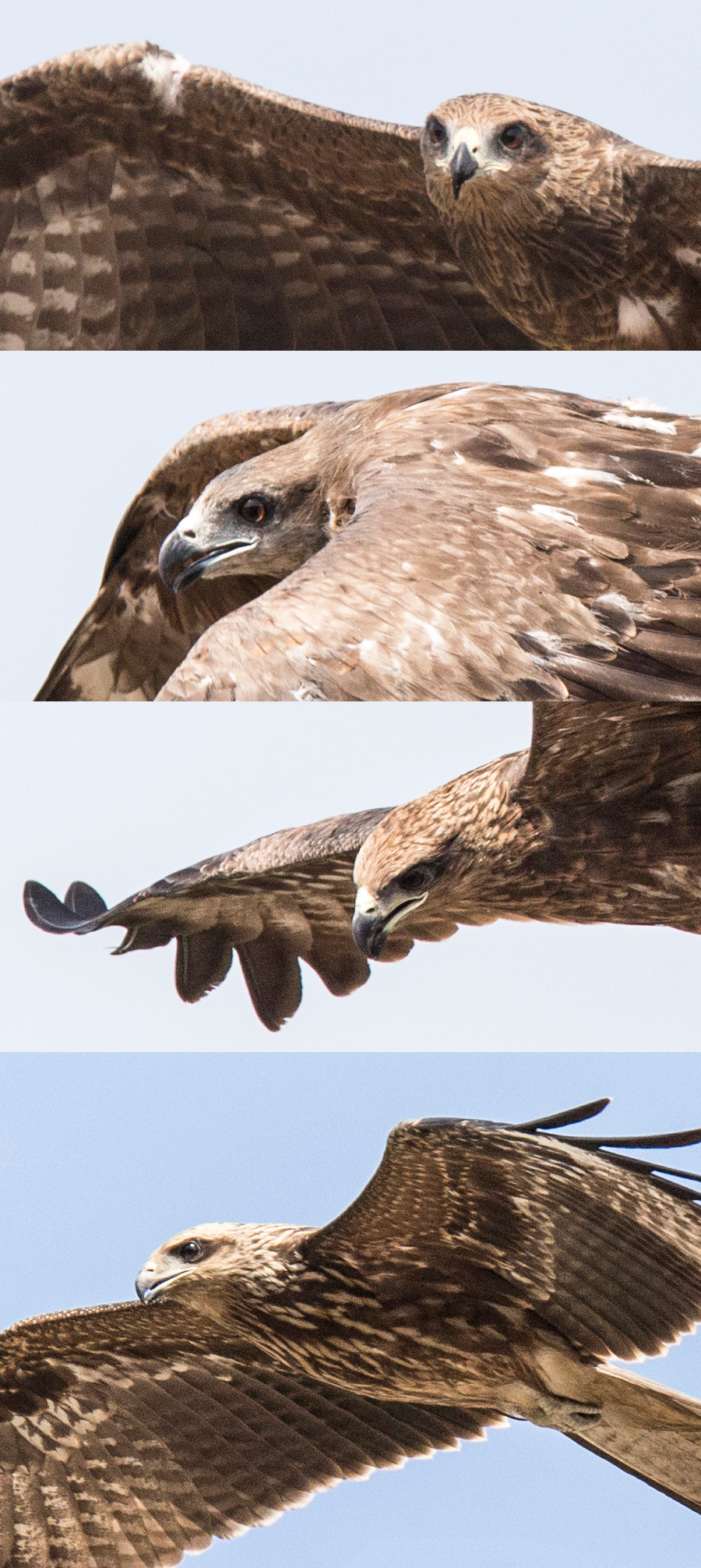 bird prey Hunt Hunting hawk falcon eagle oiseau aigle danger proie animal oiseaux animaux vol