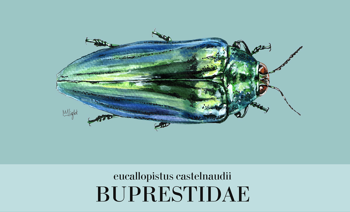 beetles Insects natural entomology beetle watercolor