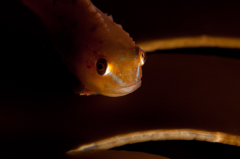 UNDERWATER PHOTOGRAPHY marine life underwater