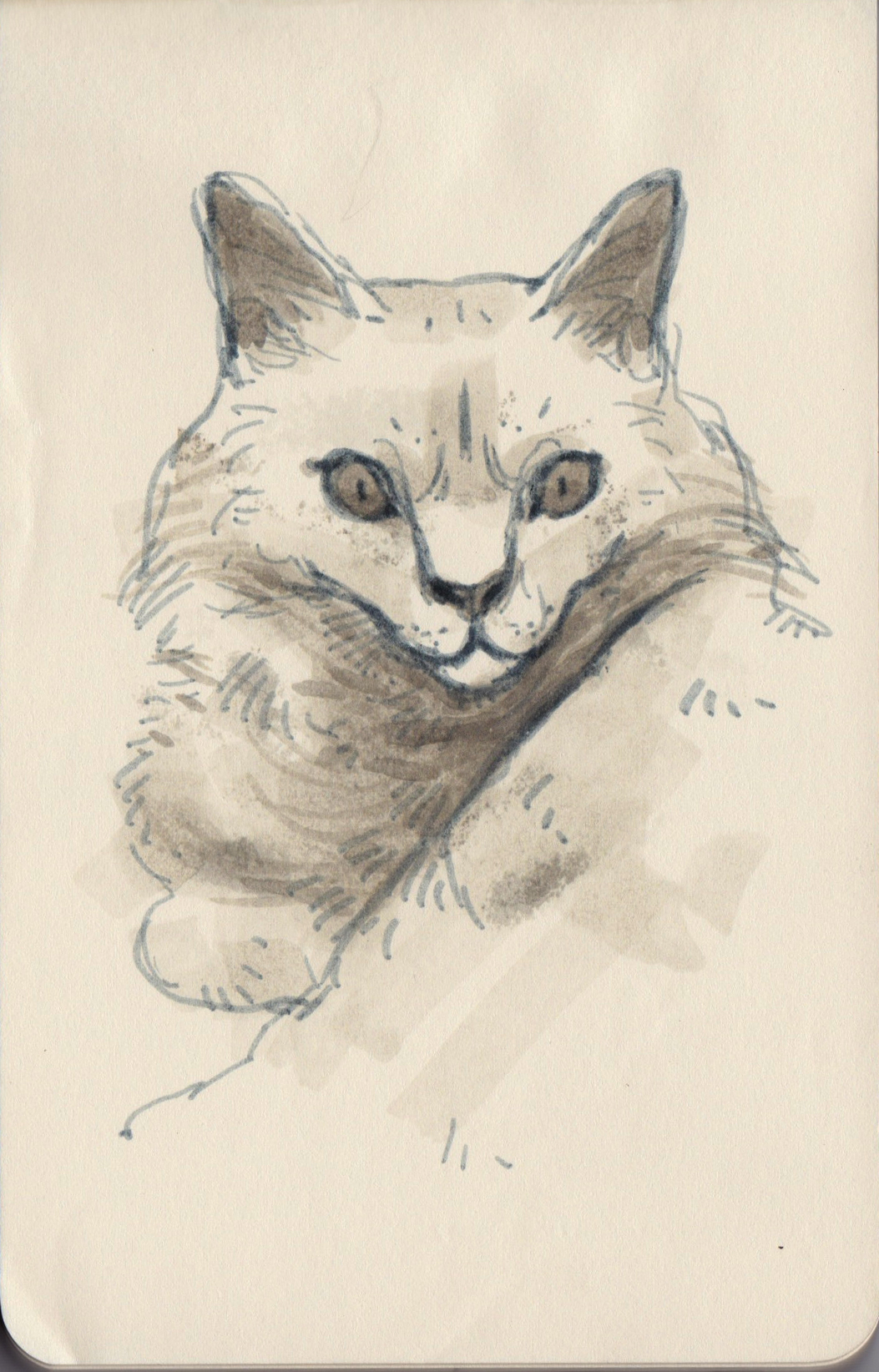 Cat skottish fold moleskine sketch