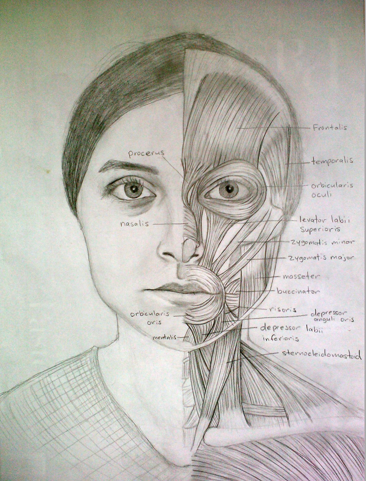 anatomy portrait graphite muscles