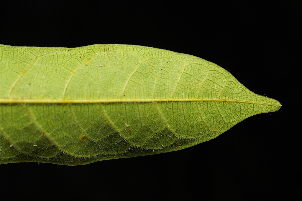 botany Ficus conservation Ecology wasp fig Tree  Fruit macro science