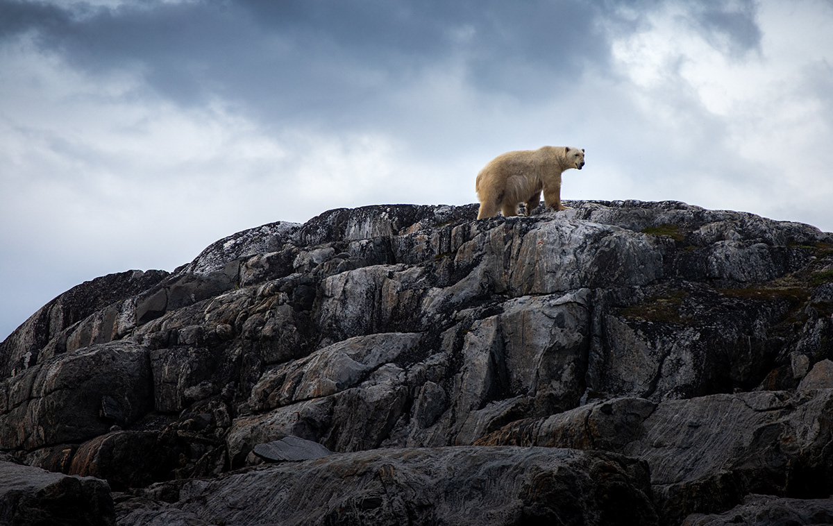 Arctic Inuit Polar Bear Nature Photography  lightroom Landscape torngat