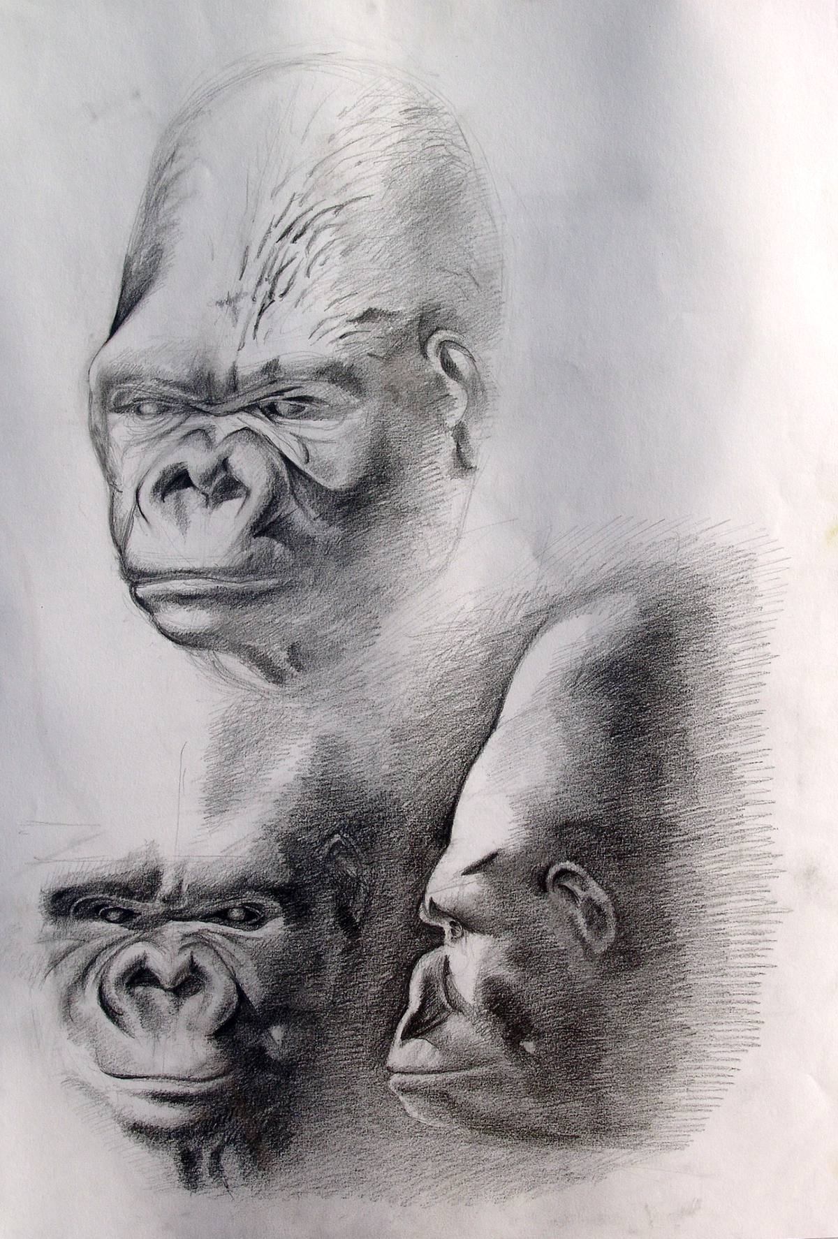 gorilla teacher portrait gargoyle fish eye Perspective color xray study sketch