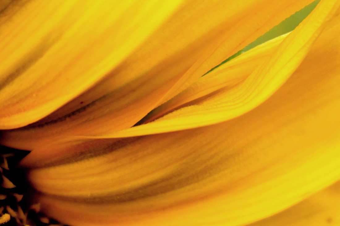 sunflower bee yellow photo zoom