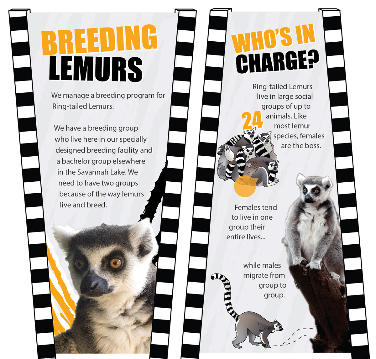 lemurs conservation