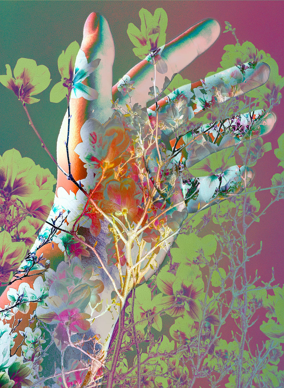 flower Nature hand kerstin kuntze FINEART pop ILLUSTRATION  graphic Flowers collage