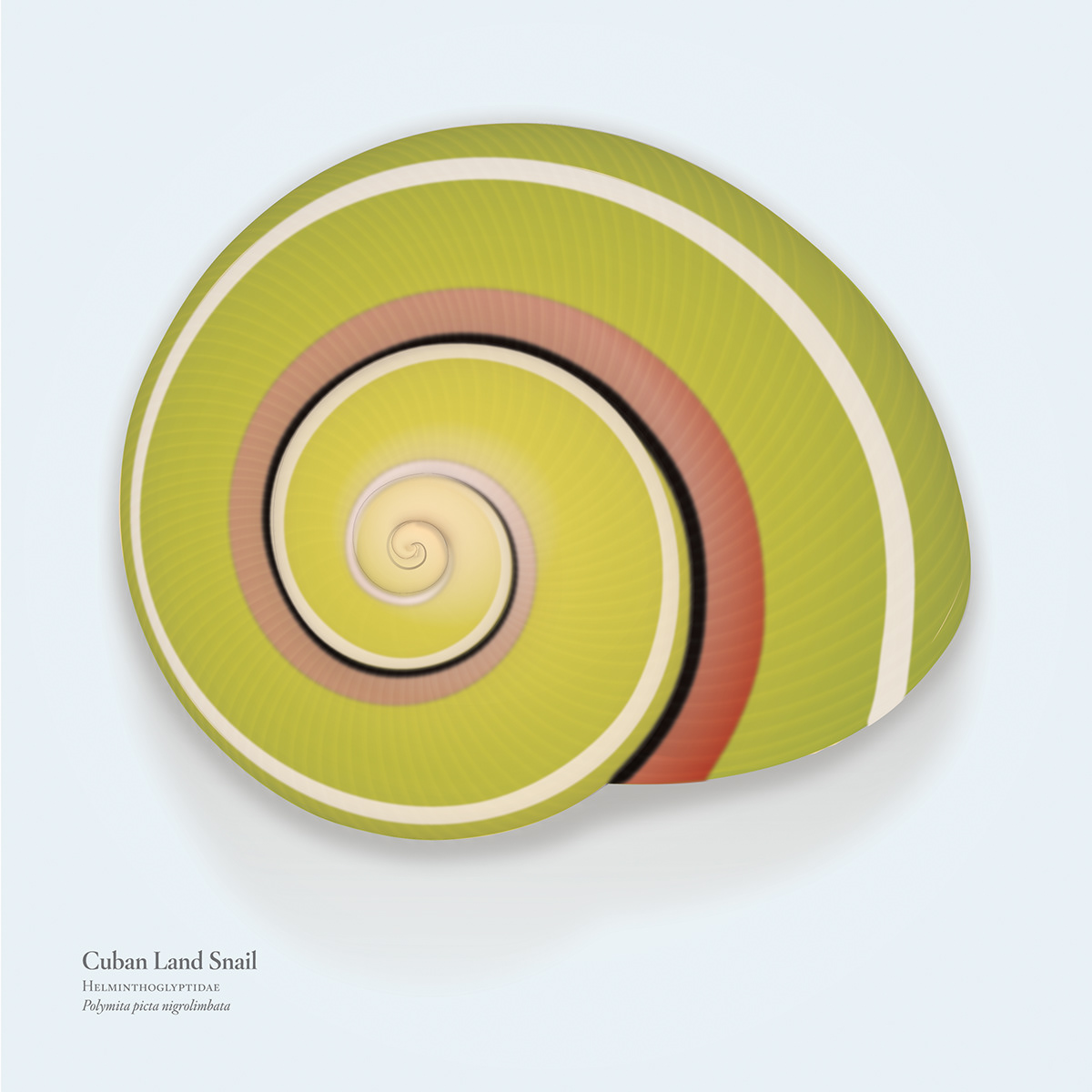 shell snail cuba land museum colorful Varnish screen print stripes