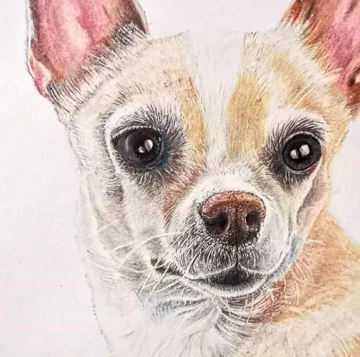 retrato mascotas perro dibujo ilustracion arte lapices de color