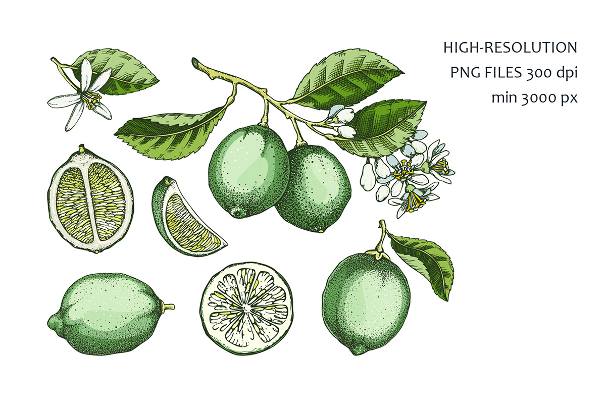 lime sketch mixed media hand-drawn botanical illustration seamless pattern vector Digital Art  Citrus Fruit Exotic plants