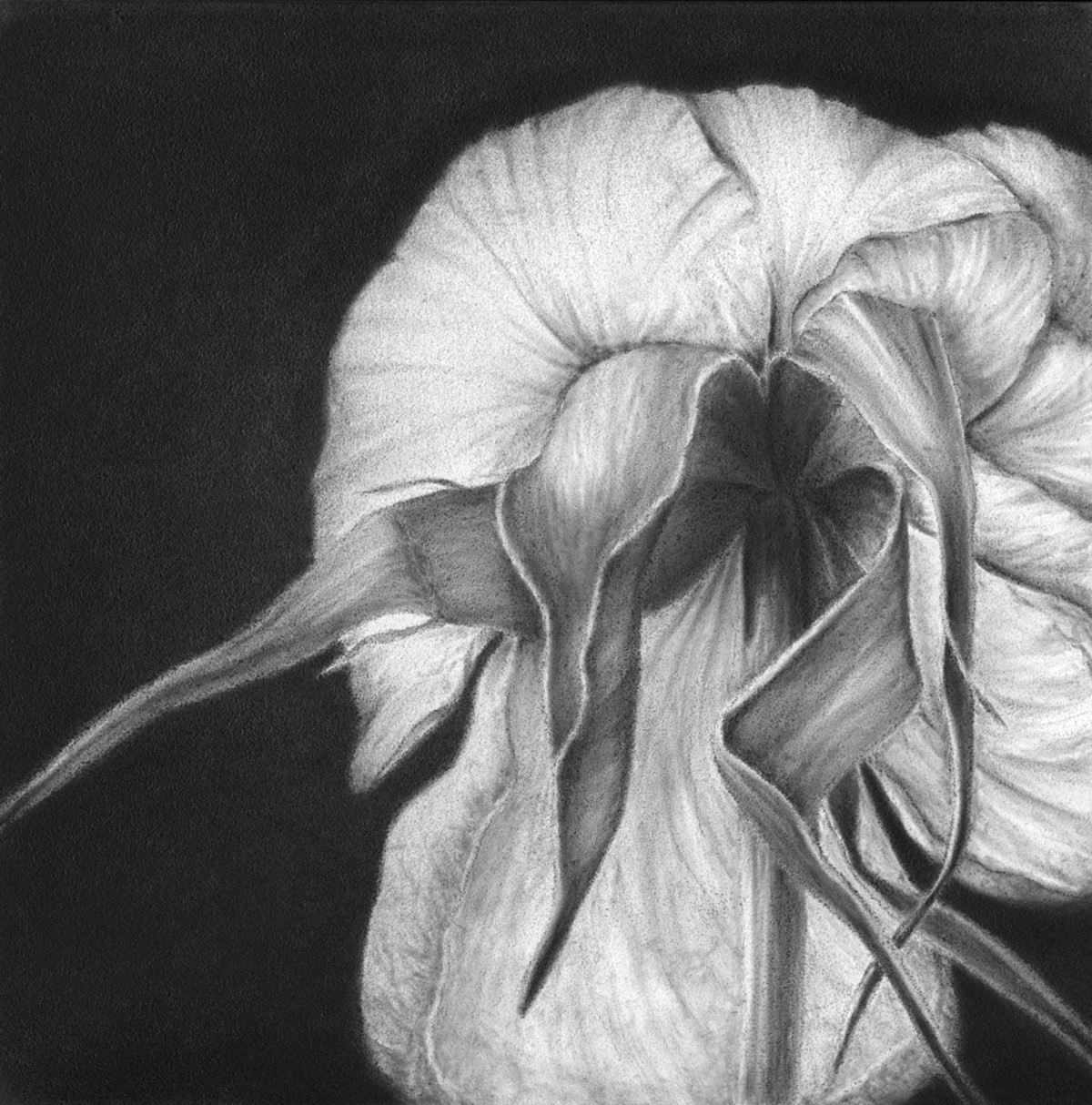 graphite drawing botanical Nature Roses Gesso Board pencil