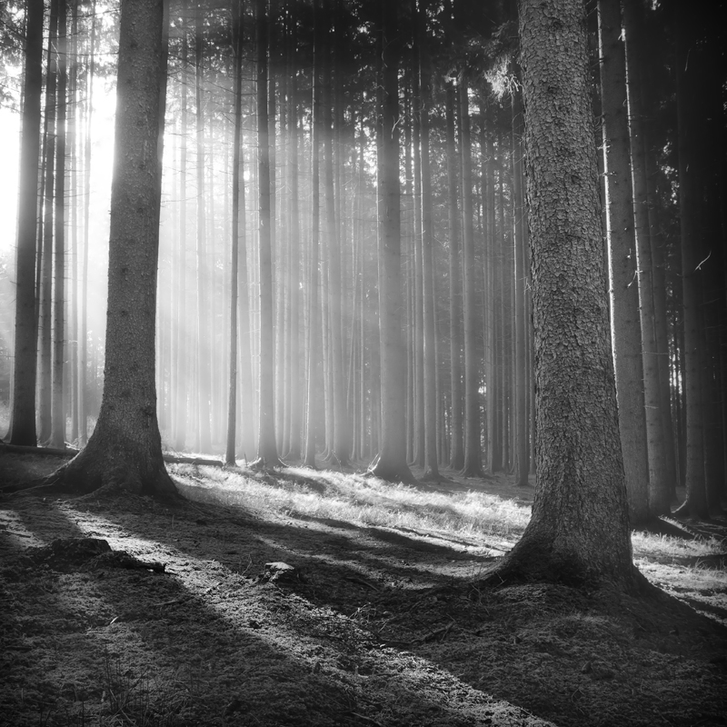 forest black and white woods Nature trees Landscape