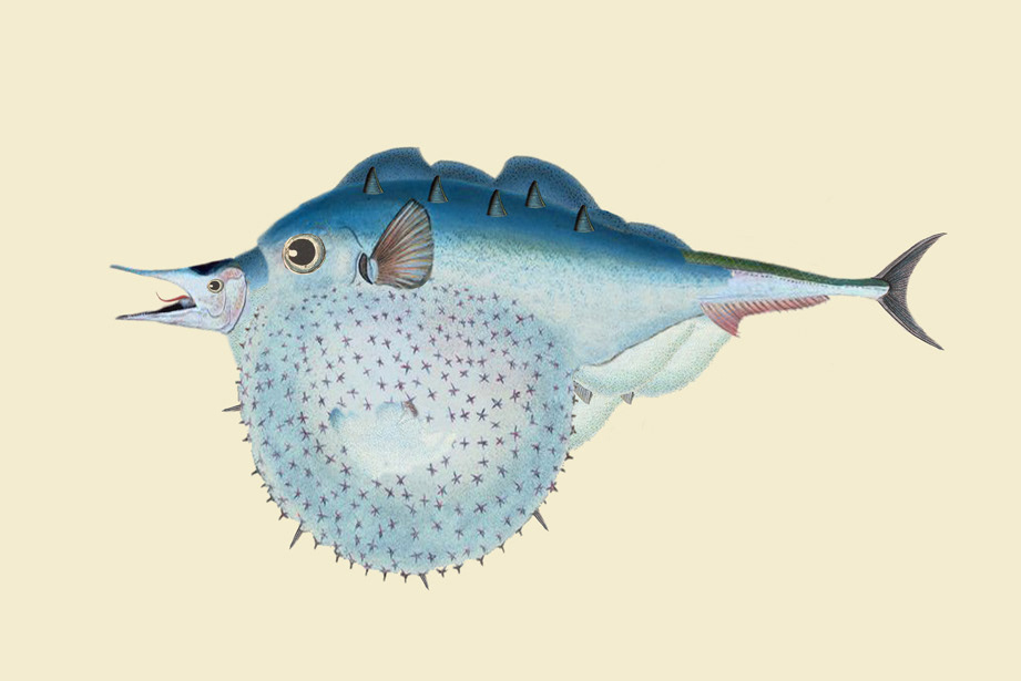 collage digital illustration fish Nature sea