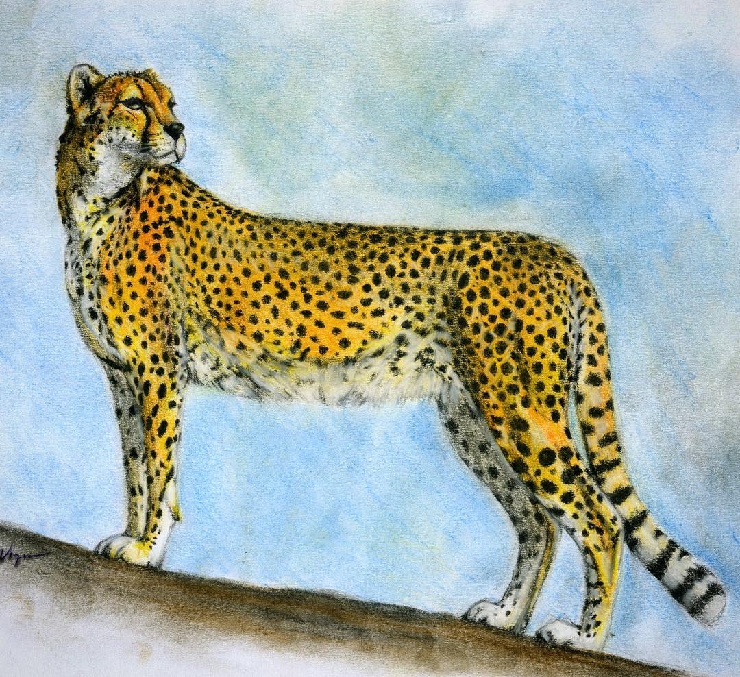 realistic Cheetah drawing, pastel pencils