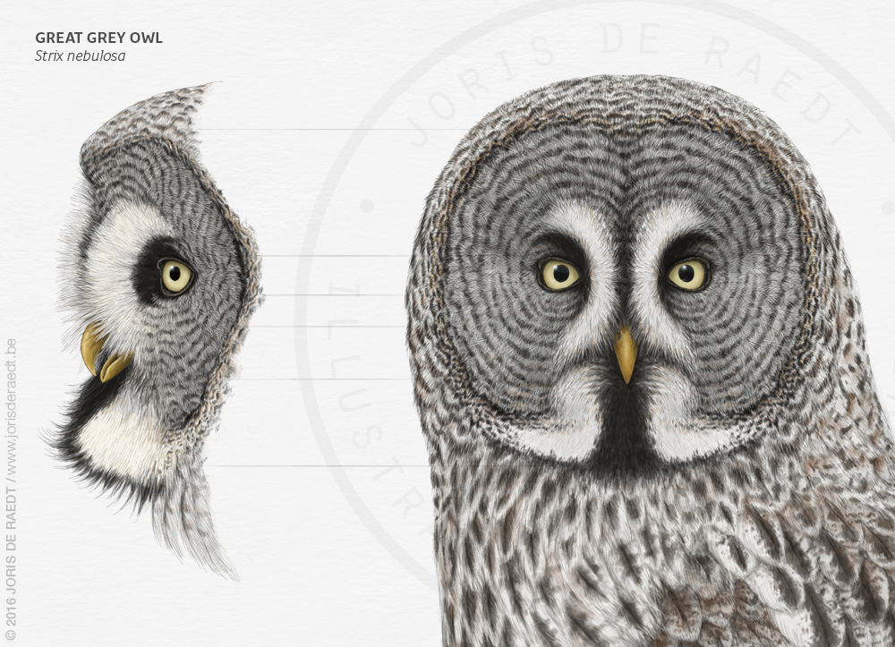 owls strigiformes scientific illustration magazine editorial wildlife conservation birds ILLUSTRATION 