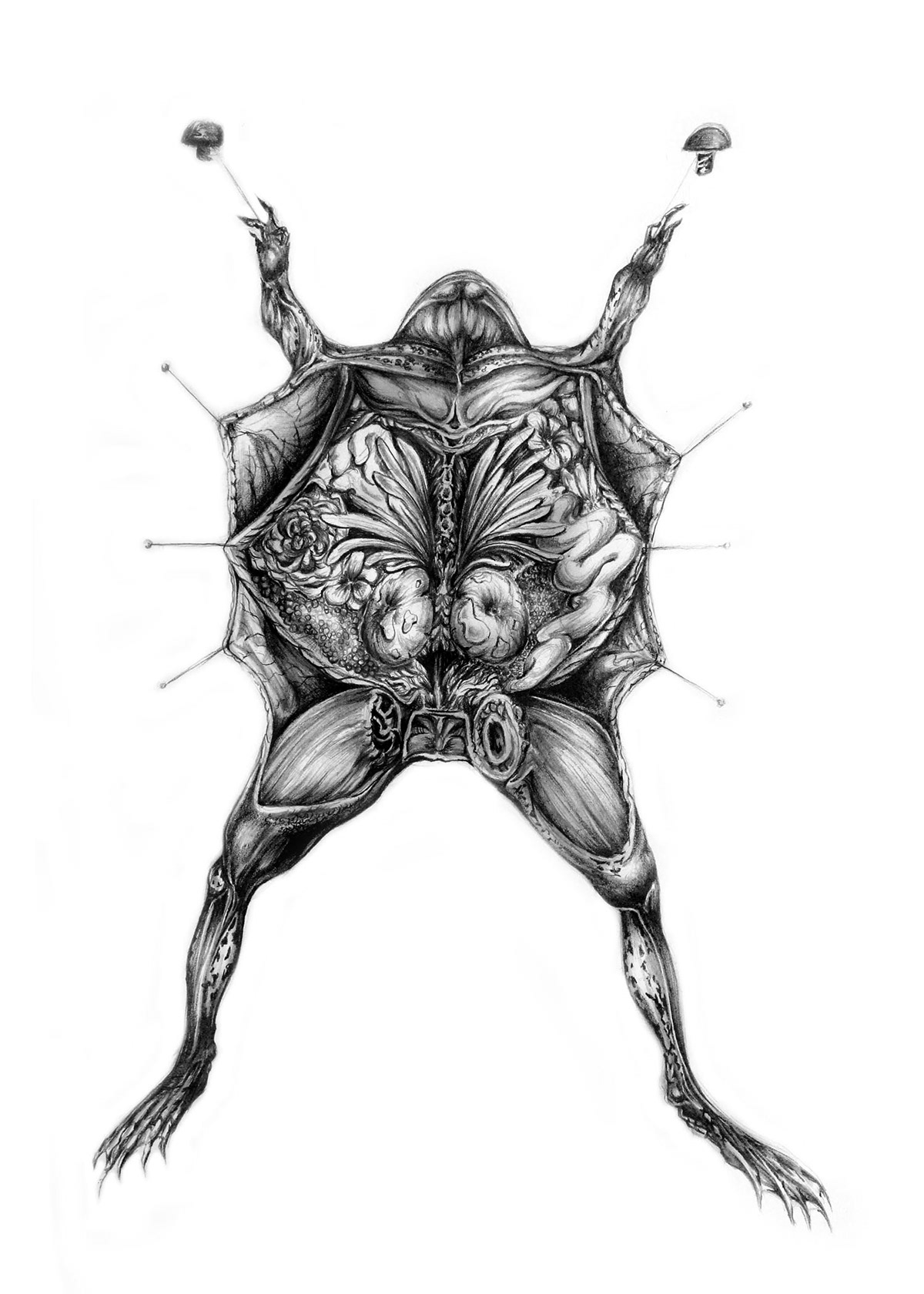 scientific illustration anatomy anatomical illustration biology zoology art Nature pencil sketch botanical illustration