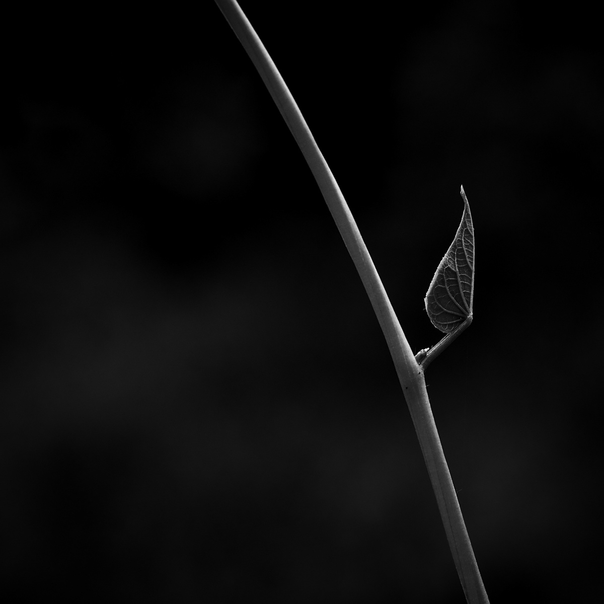 plants Macro Photography black and white abstract minimal fine art wild plants