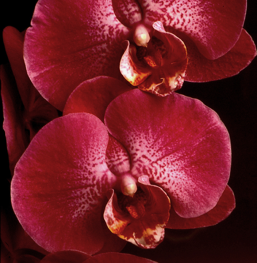 orchids  Botanical Photography