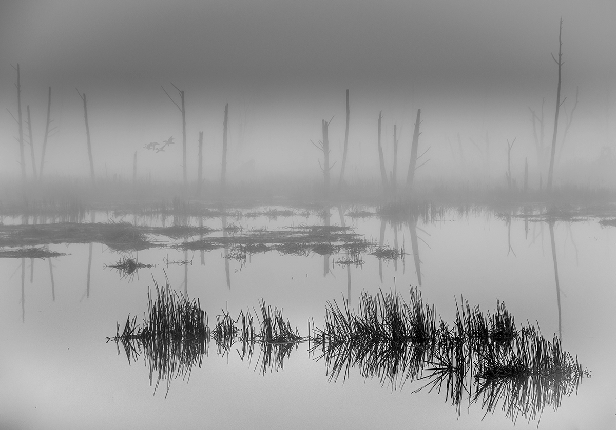 back & white birds Estuary fog mist