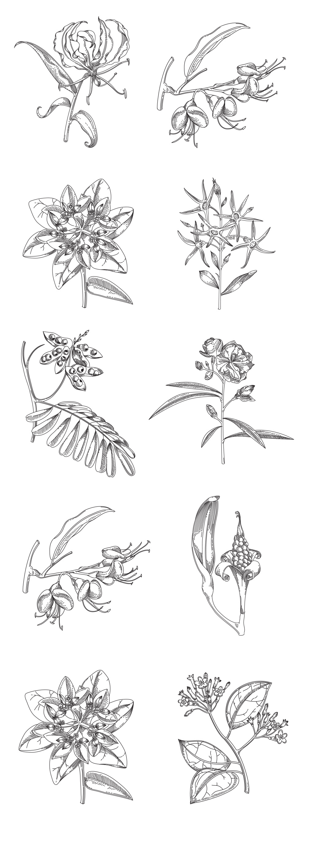 ILLUSTRATION  plants botanical furniture tattoo line art