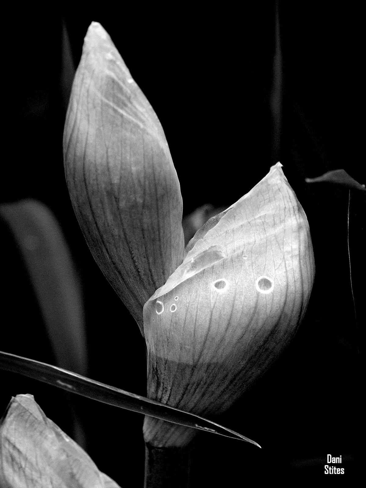 fluid movement Black&white iris bulb buds Flowers Nature wild wilderness