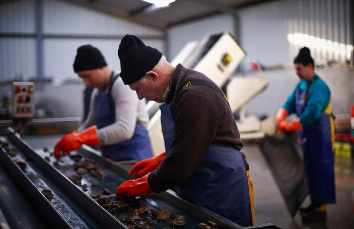 oysters Ireland co clare sea seafood Website logo design beach Wild Atlantic Way