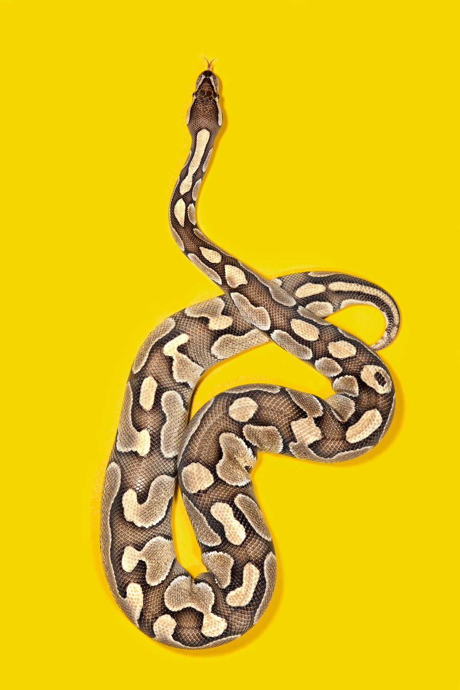 snakes Slitherstition Andrew McGibbon colour color superstition