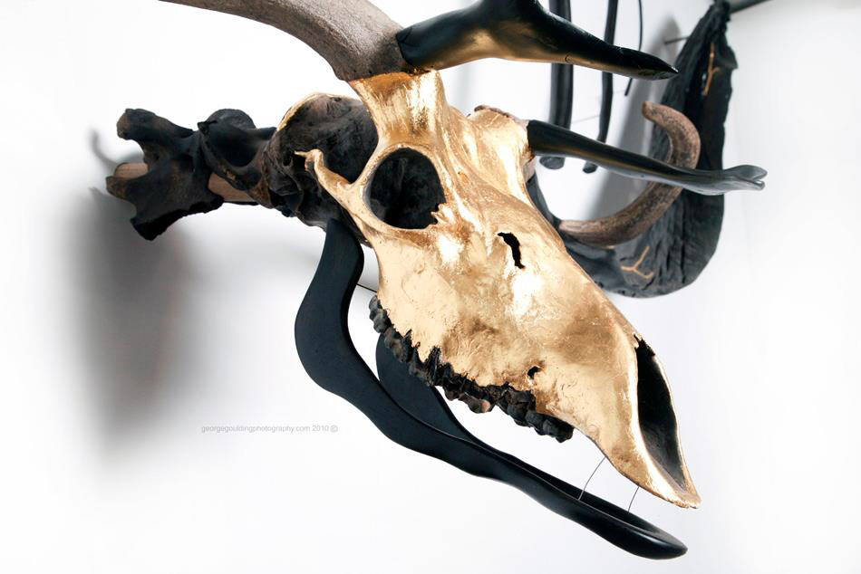 Ancient extinct remains animals elk giant deer   skull gold leaf Irish Art bog oak  jaw bone  antlers stag  gold stag rut