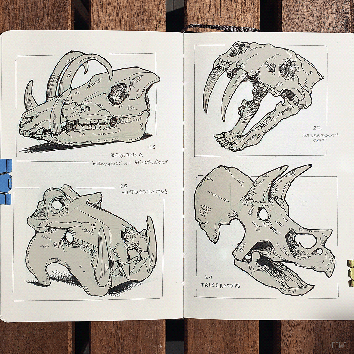 sketch sketchbook skull skulls animalskull Nature dark artstudy ink inkdrawing