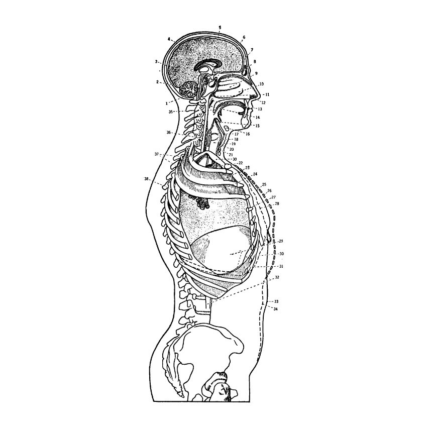 vector anatomy vintage medical diagrams human body organs skull skeleton bones heart hands feet lungs