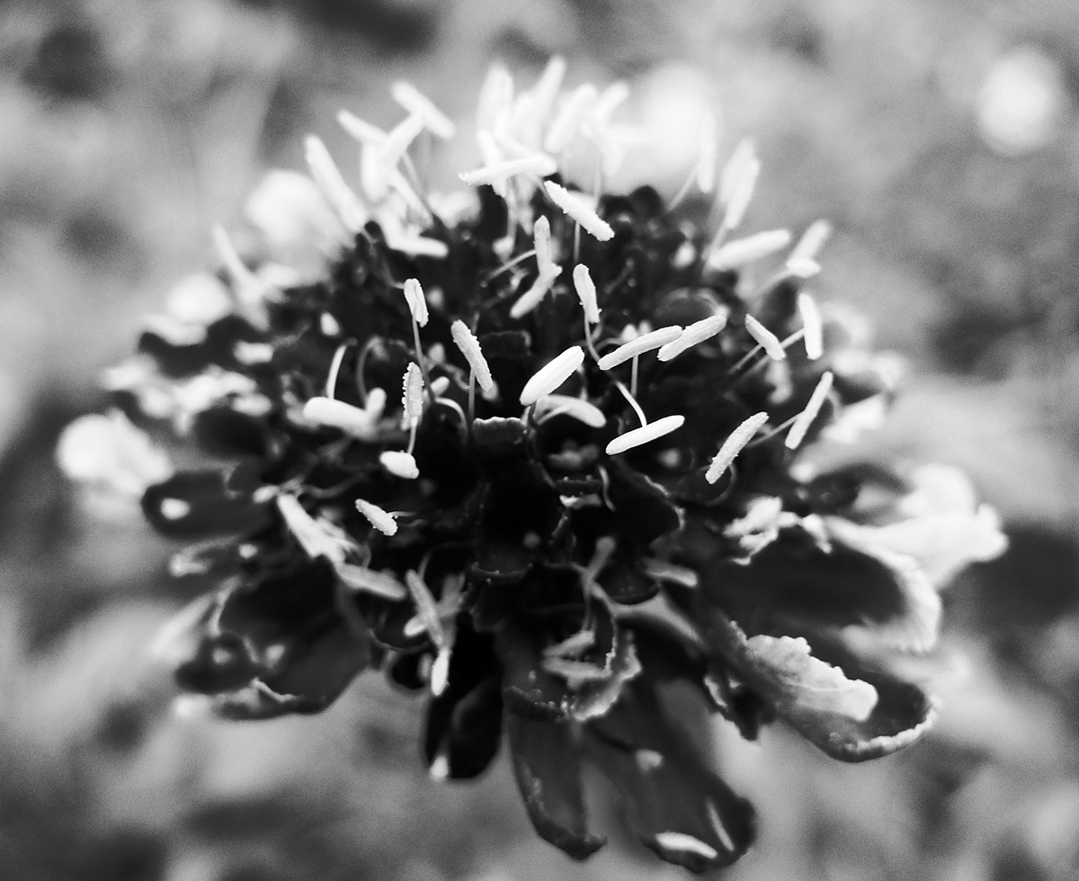Nature  wildlife colour black and white macro bees ants plants Flowers life plantlife