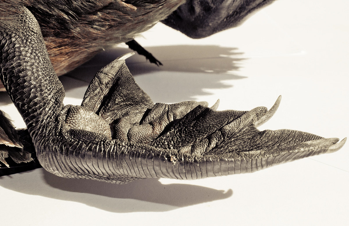 bird death texture