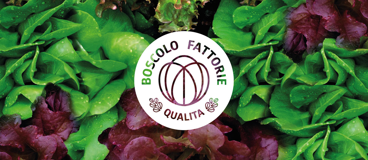 farm salad lettuce radicchio stationary Corporate Identity green soil Nature vegetable