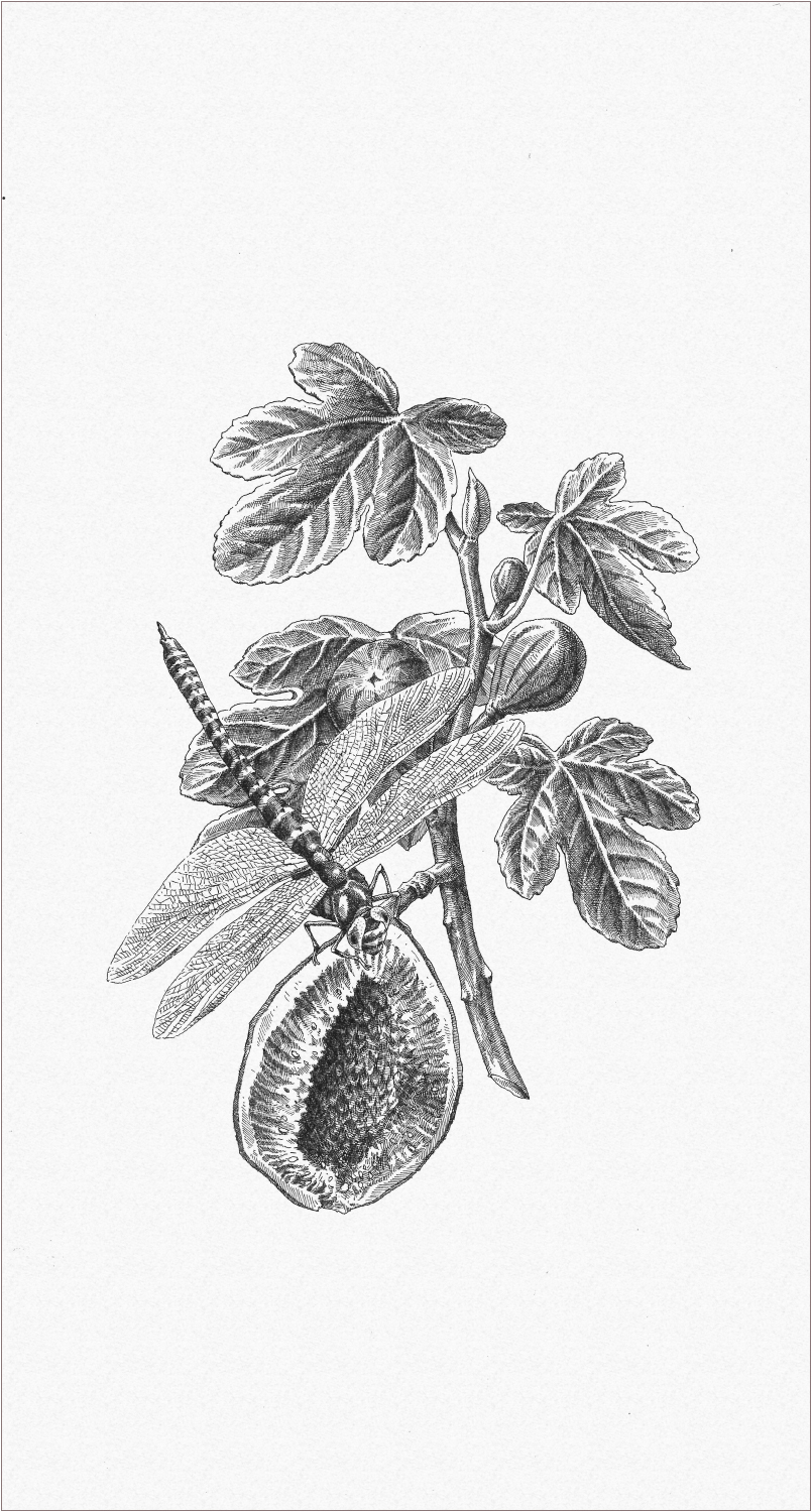 hatching Insects fruits study engraving Rotring