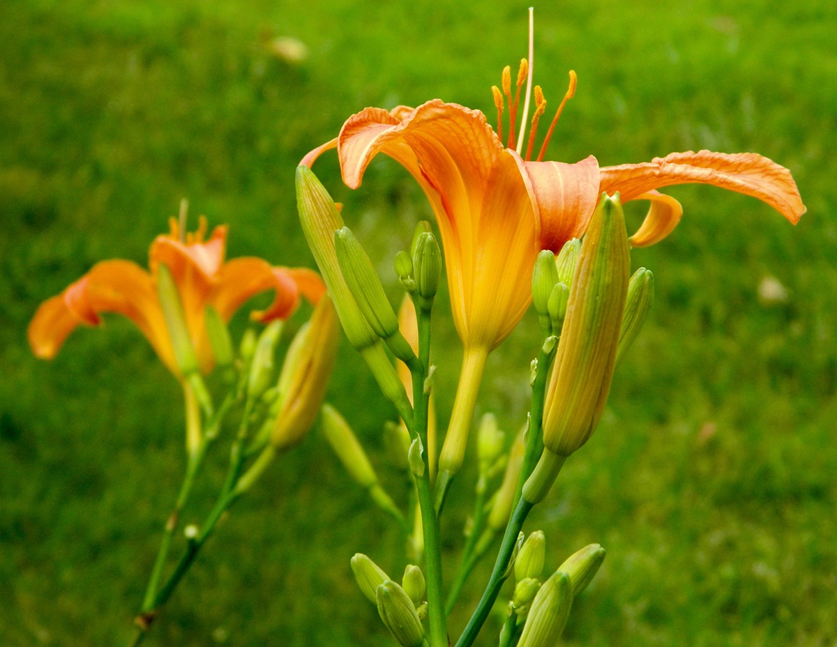 daylilies daylily kwanso daylily fulva garden Photography  photojournalism  pink orange
