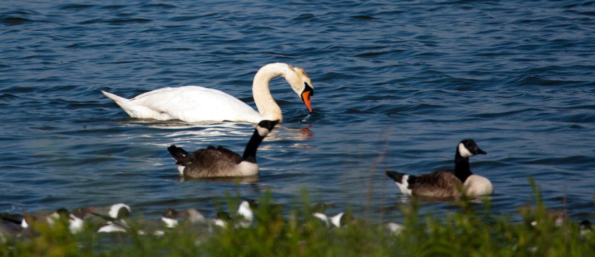 Nature wildlife Forests sunsets birds animals outdoors